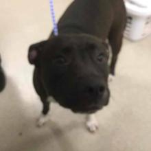 Lost Pets Portland