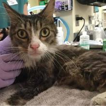 Lost Pets Portland