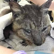Lost Pets Portland
