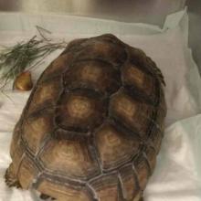 Lost Pets Portland