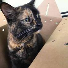 Lost Pets Portland