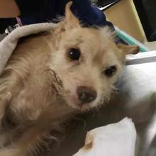 Apricot wire hire terrier, laying on side half covered by blanket