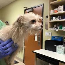 A three to five year old female terrier mix is held up, she is part of a bonded pair