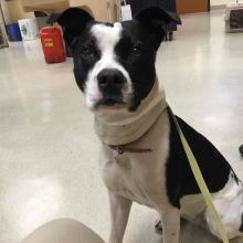 A black and white staffordshire terrier type dog is sitting, looking directly at camera