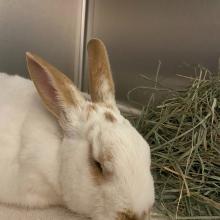 Adult Male White and Caramel Rabbit 
