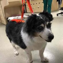 black and white Australian shepherd type dog, standing looking past camera