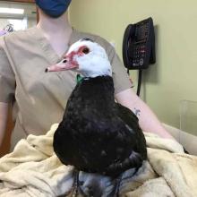 A muscovy duck with black body and white head stands on a tan blanket