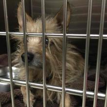 A bright and alert, tan male dog sitting in a kennel watching something off camera