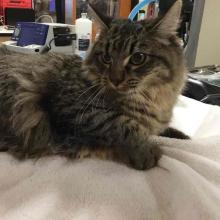 Long haired tabby cat lays on white towel