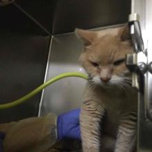 An orange male cat glares at the camera as a technician holds them