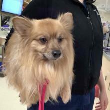 tan long haired Pomeranian type dog 