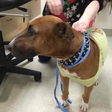 Tan and white pit bull terrier type dog wearing spike collar and t shirt