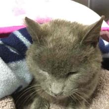 Grey Male Short Hair Cat Found