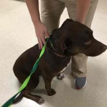A brown dog sits with a person standing over them.