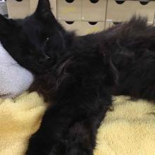 Lost Pets Portland