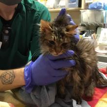 Lost Pets Portland