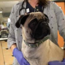 Tan & Black Pug