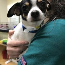 Lost Pets Portland