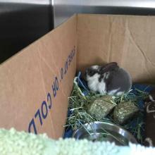 Lost Pet Gray & White Baby Bunny DoveLewis