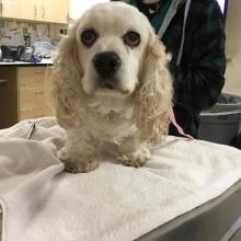 Cream and Tan Male Cocker Spaniel Found Portland Oregon