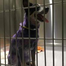 MGD6259 blue heeler 1 y/o female dyed purple fur