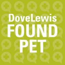 Dove Lewis Found Pet (no photo available)