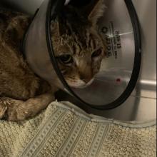 Found Male Cat in Milwaukie, OR