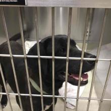 Black Lab standing in kennel
