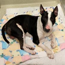 Found Pet Black and White Bull Terrier Portland, Oregon