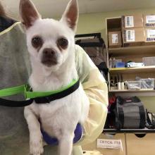 small white chihuahua held in arm