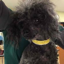 MGD6321 intact male toy poodle, black fur