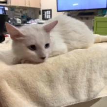 Lost Pets Portland
