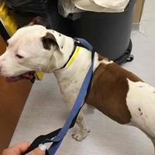 White and Brown Shorthair Large Breed Dog