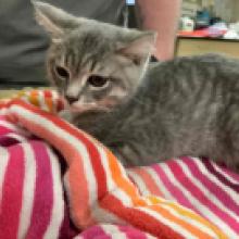 Lost Pets Portland
