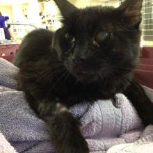 Black cat with one foggy eye found Portland