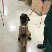 Brown Belgian Malinois with Black markings on face