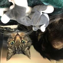 Lost Pets Portland
