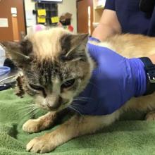 Mid Aged Female Cream and Grey Tabby with Short Hair