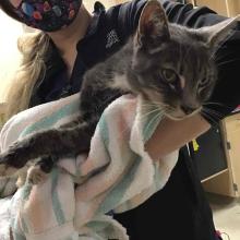 Found cat Male neutered gray/white tabby MGD6550