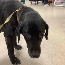 Found Black Lab Mix Female WGD1238