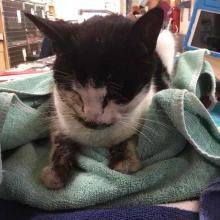 Found Cat Black and White DSH MGD6577 Portland, OR 