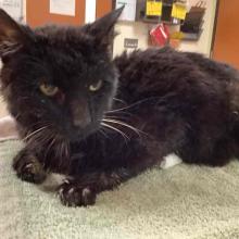 Lost Pets Portland, Black cat, female, domestic shorthair
