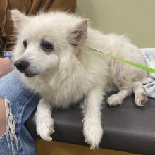 Found White American Eskimo Dog Mix CGD1152