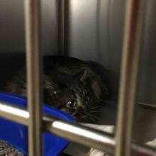 Lost Pets Portland