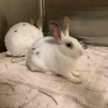 Lost pets Portland, bunny, rabbit, white and tan, white rabbit