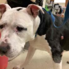 Lost Pets Portland, pitbull, american pit bull terrier, white and brown
