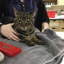 Lost pets portland, lost cat, tabby, shorthair cat, male 