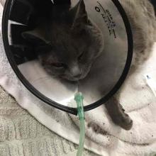 Lost Pets Portland