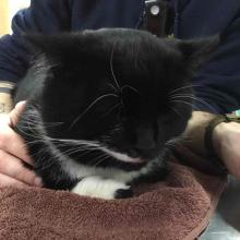 FOUND CAT male adult black and white DSH CGD1158