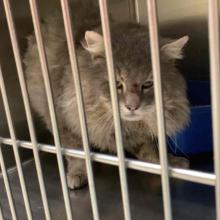 Found Cat. Grey Domestic Long Hair CGD1160